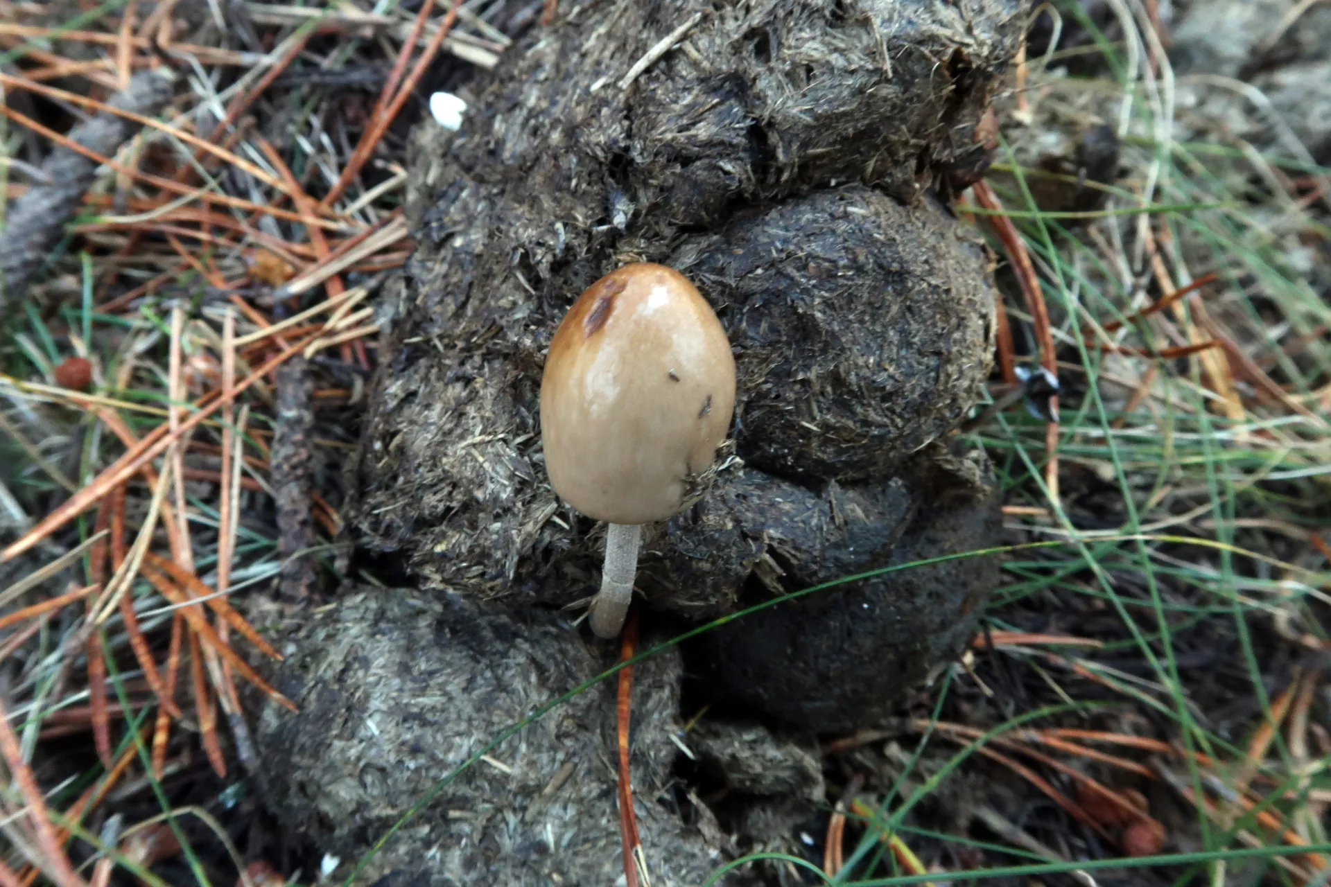 Panaeolus semiovatus - 1 - IMG_7802